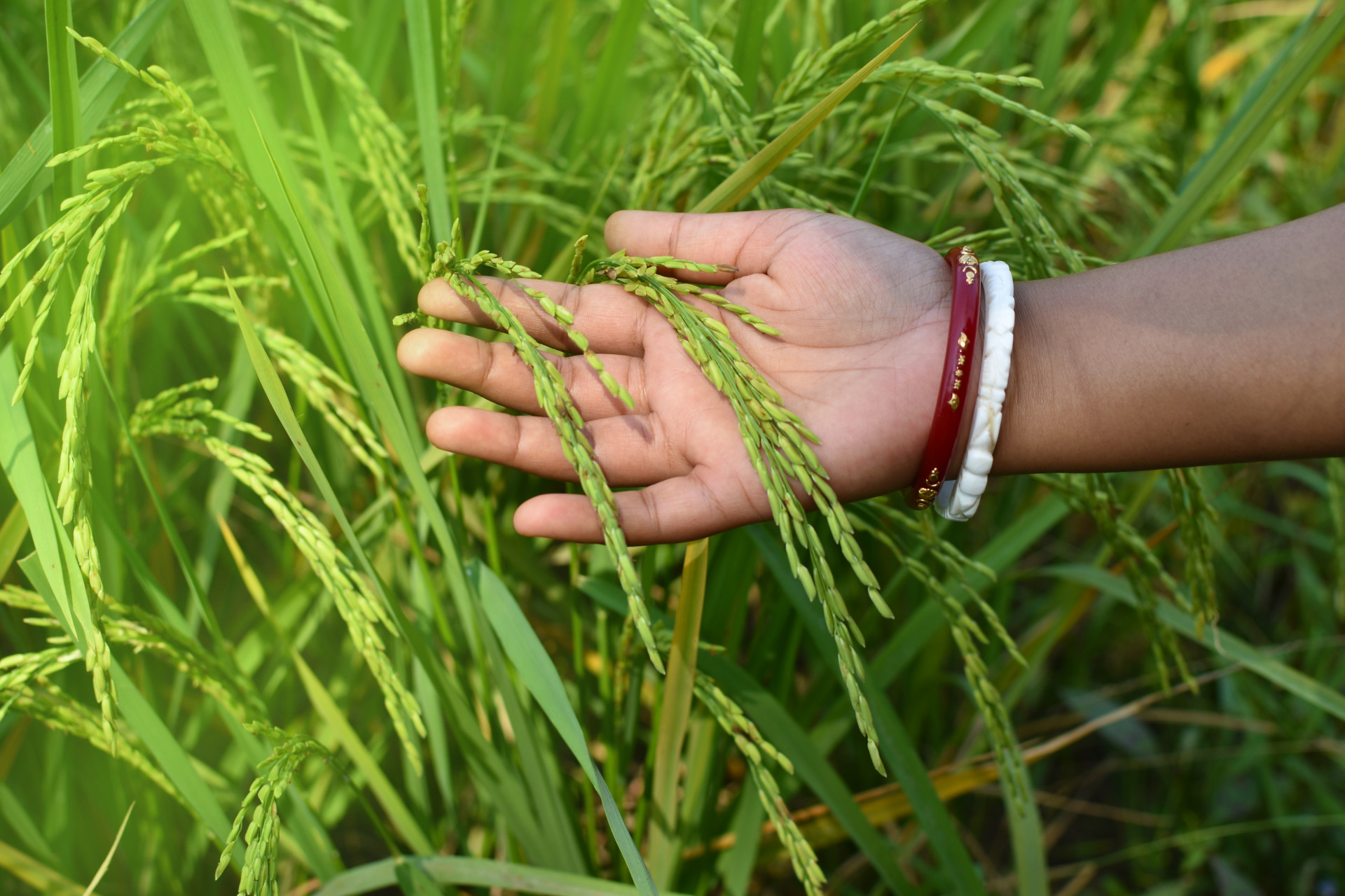 Investments into Nature-based Solutions in the Indian agricultural sector