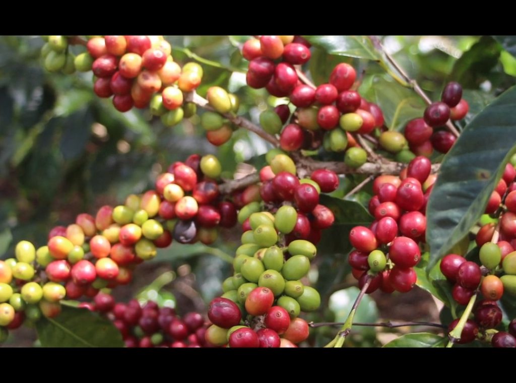 Saavayuva Coffee 5-55 screenshot